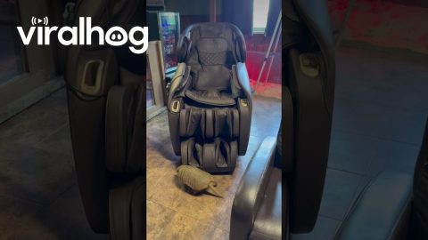Twinkle Toes Always Find His Chair || ViralHog