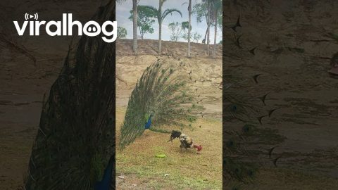 Peacock Stares at a Chicken || ViralHog