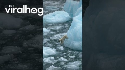 Close Encounter With Polar Bear On Shrinking Ice Cap || ViralHog