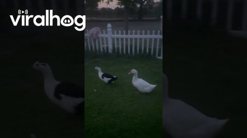 Ducks Don't Approve Of Mallard Friend's Flying || ViralHog