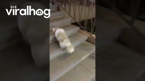 Little Dog Bumps Into Glass Door || ViralHog