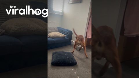Boxer Dog Determined to Reach Dropped Ball || ViralHog