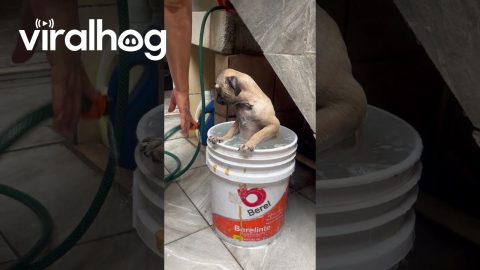 Pug Takes A Hose Bath In A Bucket || ViralHog