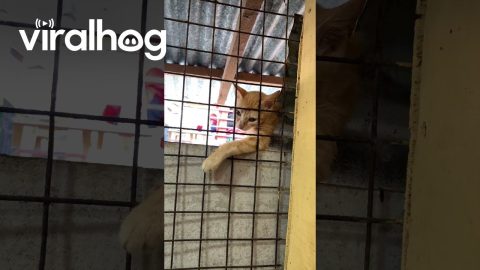 Cat Envies Fried Chicken || ViralHog