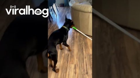 Dobermann Assists With Mopping || ViralHog