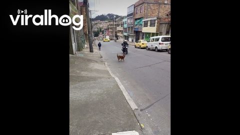 Barking Dog Spins For Passing Motorist || ViralHog