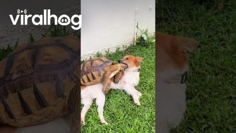 Dog and Turtle Play in the Backyard || ViralHog