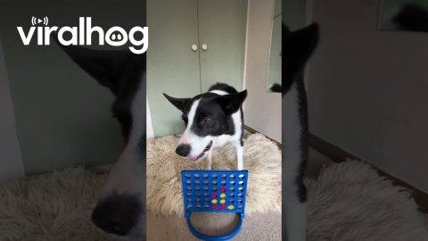Border Collie Plays Connect Four || ViralHog