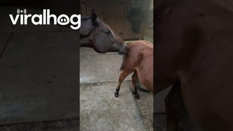 Horses Form Grooming Circle || ViralHog
