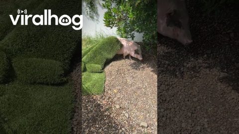 Pig Rests Peacefully Under Artificial Turf || ViralHog