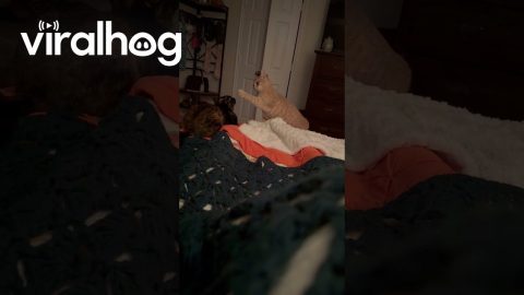 Gentle Baps Between Lazy Cats || ViralHog