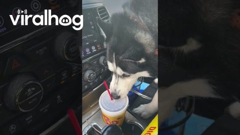 Husky With a Sweet Tea Obsession || ViralHog