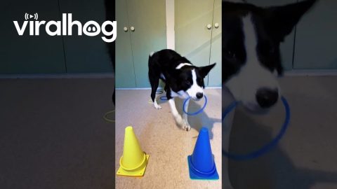 Can Simba Sort the Rings by Color? || ViralHog