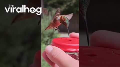 Hummingbird Drinking From a Handfeeder || ViralHog