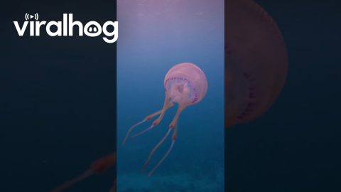 Tiny Fish Inside a Jellyfish || ViralHog