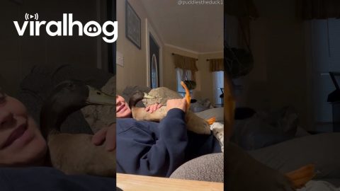 Puddles The Duck Gets Nightly Belly Rubs || ViralHog