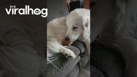 Great Pyrenees Loves Orange Kitten || ViralHog