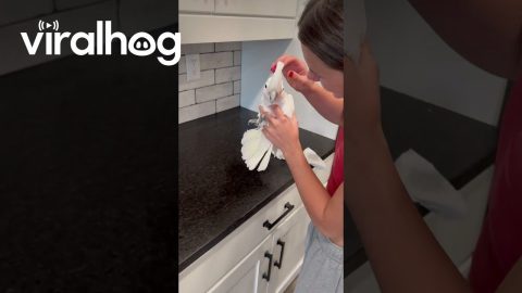 My Bird Thinks He’s a Spray Bottle || ViralHog