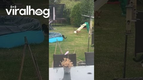 Cat and Fox Play Tag in Backyard || ViralHog