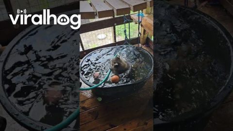 Raccoon Taking a Bath || ViralHog
