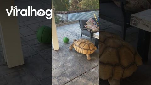 Tortoise On A Rampage || ViralHog
