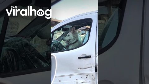 This Dog Is a Troublemaker || ViralHog