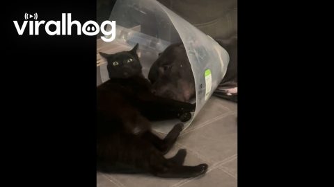 Cat Comforts Dog After Surgery || ViralHog