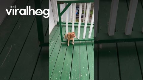 Dog Needs Help Getting Out Of Gate || ViralHog