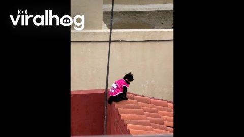 Kitty Protector of the City || ViralHog