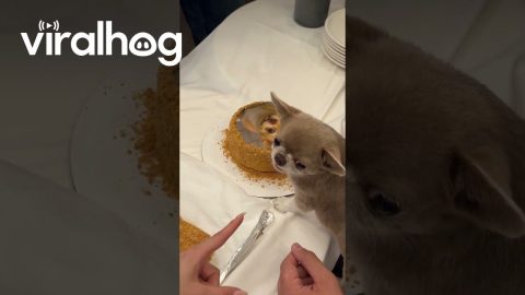 Pampered Pup Gets a VIP Birthday Party || ViralHog
