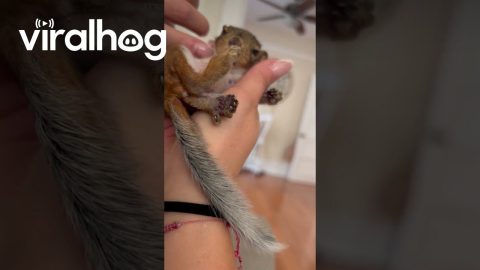Small Squirrel Loves Neck Scratches || ViralHog