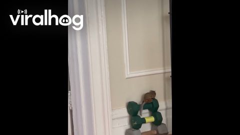 Little Squirrel Explores Home || ViralHog