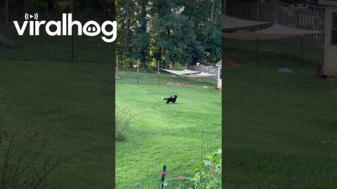Pup and Skunk Morning Shenanigans || ViralHog