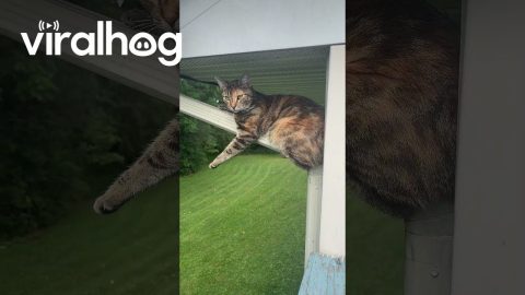 Cat Lounges On Gutter || ViralHog
