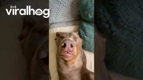 Doberman Faking Sleep to Get Out of Bath Time || ViralHog