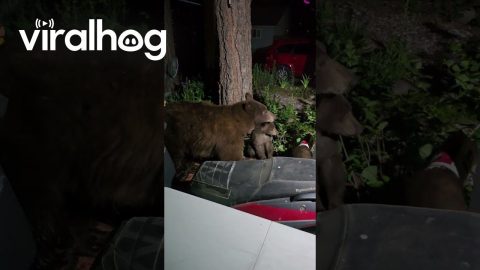 Bear Cub Gets Head Stuck In Oats Container || ViralHog