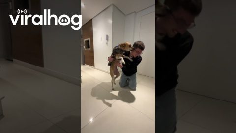 Owner and Pup Reunited After Two Years || ViralHog