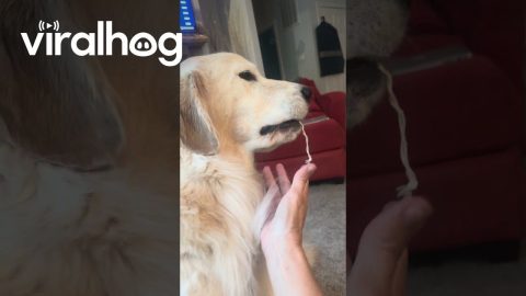 Golden Retriever With a String Hanging Out of His Mouth || ViralHog