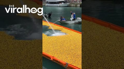 The Chicago Ducky Derby 2025 || ViralHog