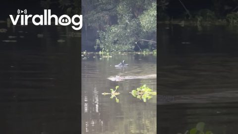 The Crocs Are in the Water || ViralHog