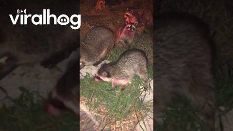 Roadside Raccoon Feeding Frenzy || ViralHog