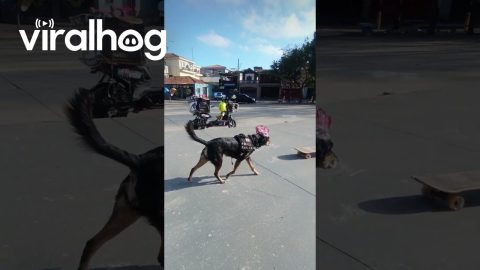 Radical Brazilian Skater Dog || ViralHog