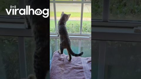 Kitten Miscalculates Her Step || ViralHog