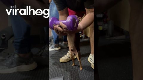 Chihuahua Is A Gym Rat || ViralHog