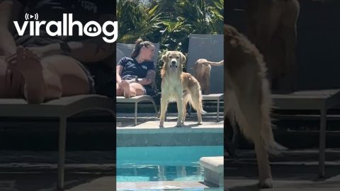 Golden Retriever Makes Funny Face At Word || ViralHog