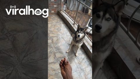 Nonchalant Husky Refuses to Fall for Treat Trick || ViralHog