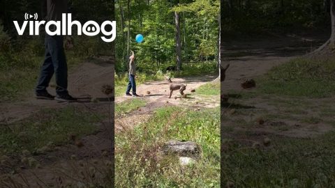 Pup Keeps Big Balloon Up || ViralHog