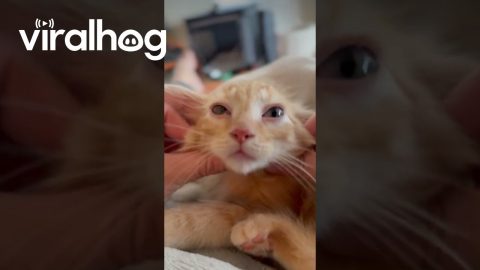 Kitten Enters Another Dimension During Good Ear Rubs || ViralHog