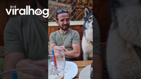 Husky Dog Spits Out French Fry in Disgust || ViralHog
