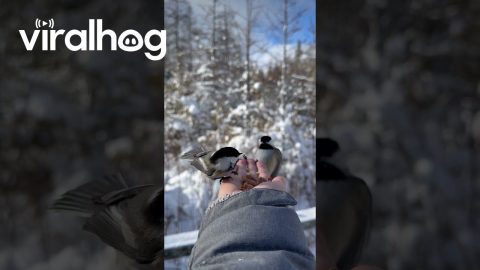 Chickadees Feast On Hand-Fed Bird Seed || ViralHog